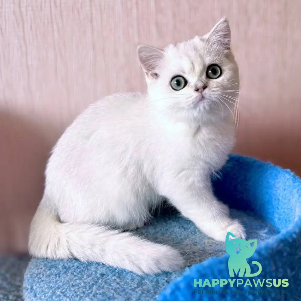 Zefir British Shorthair male black silver shaded - live animals