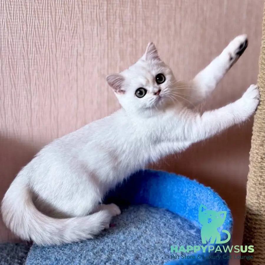 Zefir British Shorthair male black silver shaded - live animals