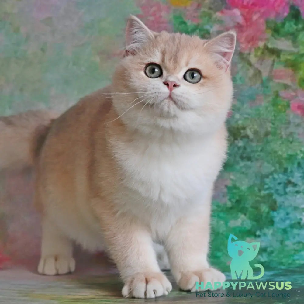 Zefir British Shorthair male blue golden chinchilla - live animals