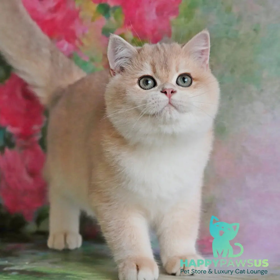 Zefir British Shorthair male blue golden chinchilla - live animals