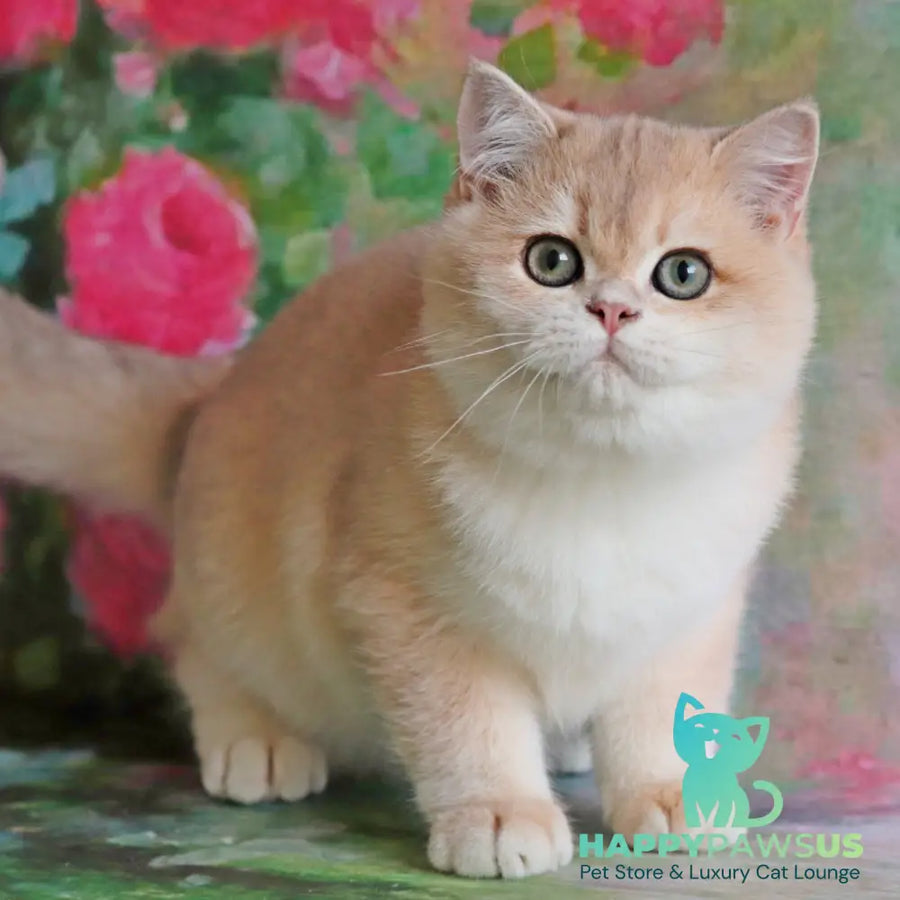 Zefir British Shorthair male blue golden chinchilla - live animals