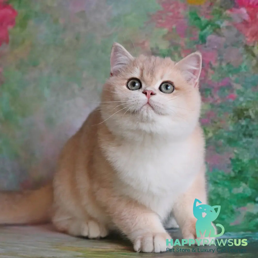 Zefir British Shorthair male blue golden chinchilla - live animals