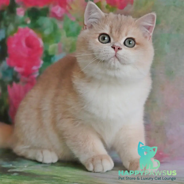Zefir British Shorthair male blue golden chinchilla - live animals