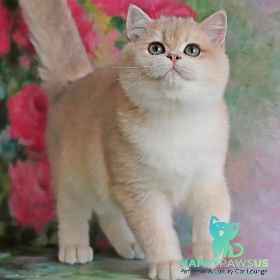 Zefir British Shorthair male blue golden chinchilla - live animals