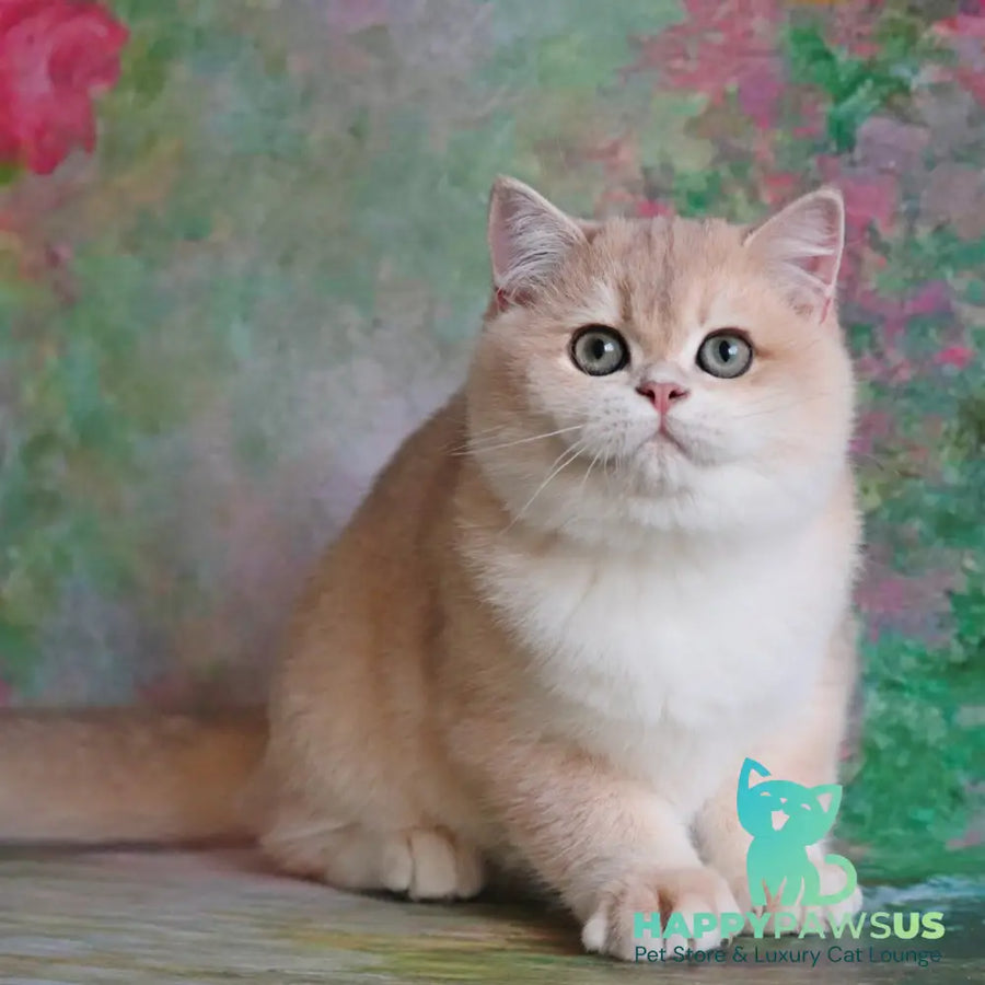 Zefir British Shorthair male blue golden chinchilla - live animals