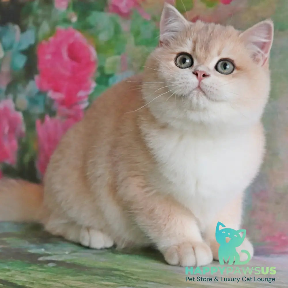 Zefir British Shorthair male blue golden chinchilla - live animals