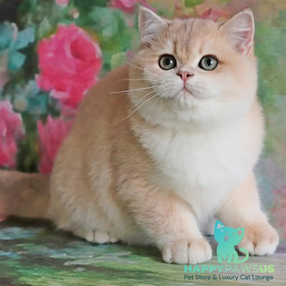 Zefir British Shorthair male blue golden chinchilla - live animals