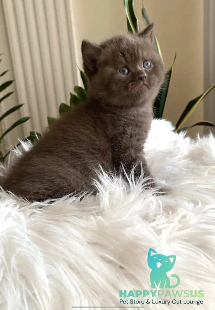 Zefir British Shorthair male chocolate - live animals