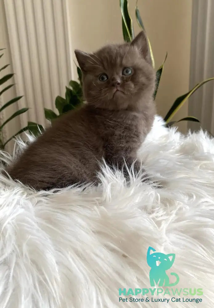 Zefir British Shorthair male chocolate - live animals