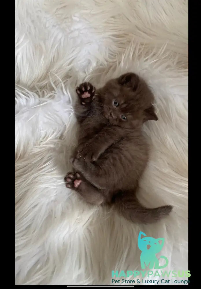 Zefir British Shorthair male chocolate - live animals