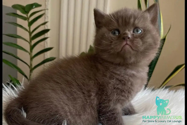 Zefir British Shorthair male chocolate - live animals