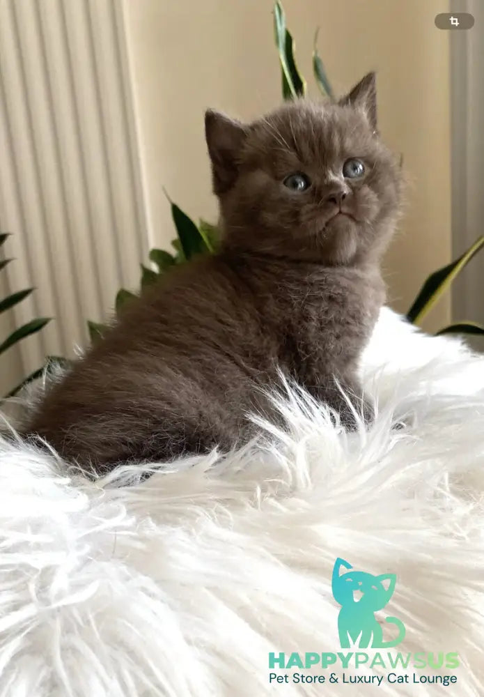 Zefir British Shorthair male chocolate - live animals