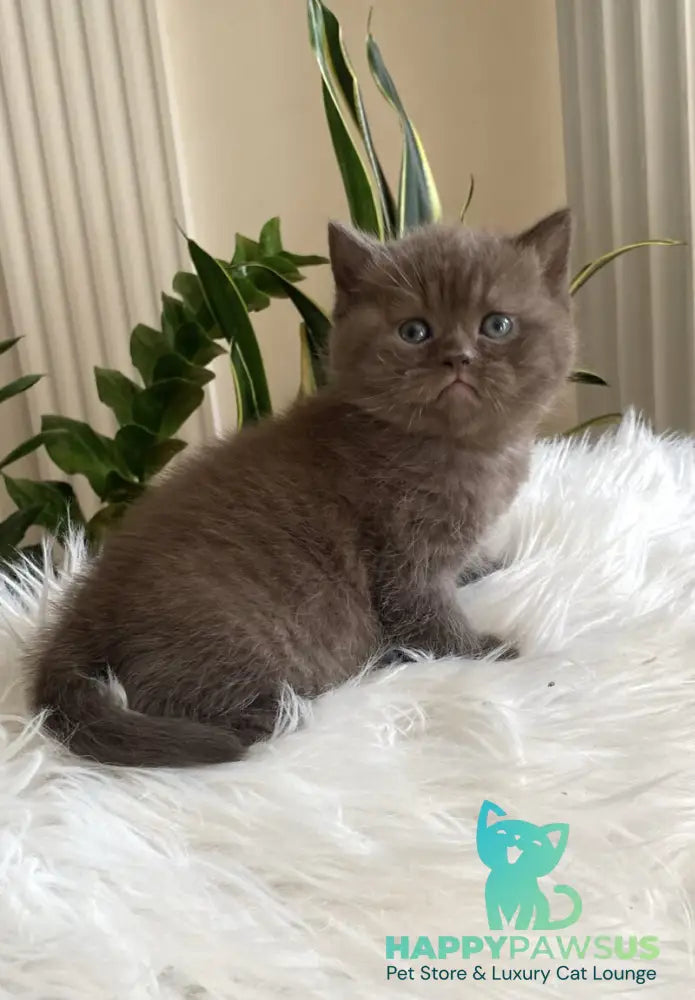 Zefir British Shorthair male chocolate - live animals
