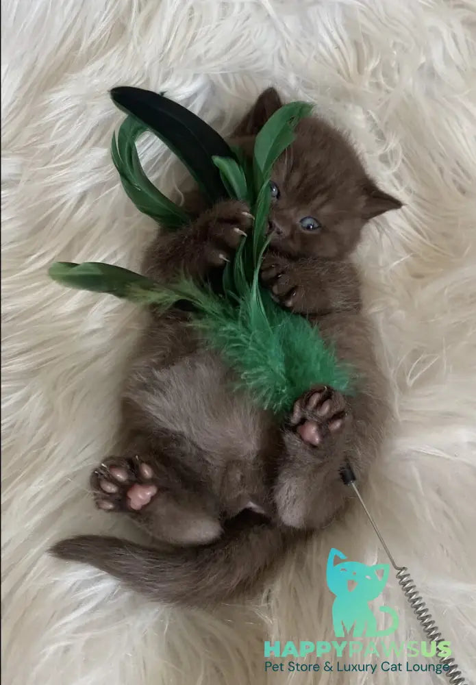 Zefir British Shorthair male chocolate - live animals