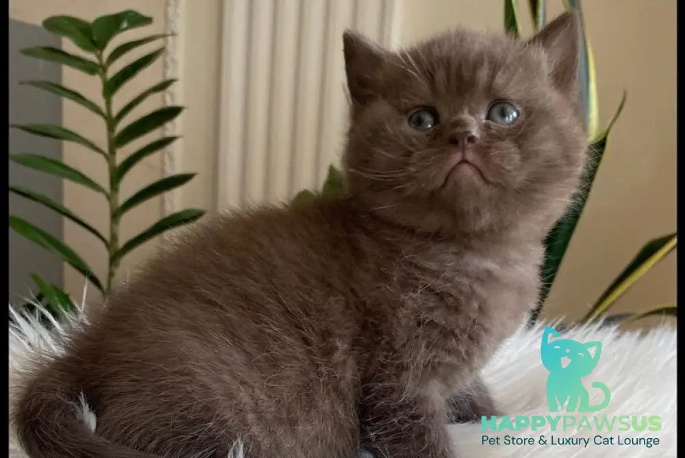 Zefir British Shorthair male chocolate - live animals