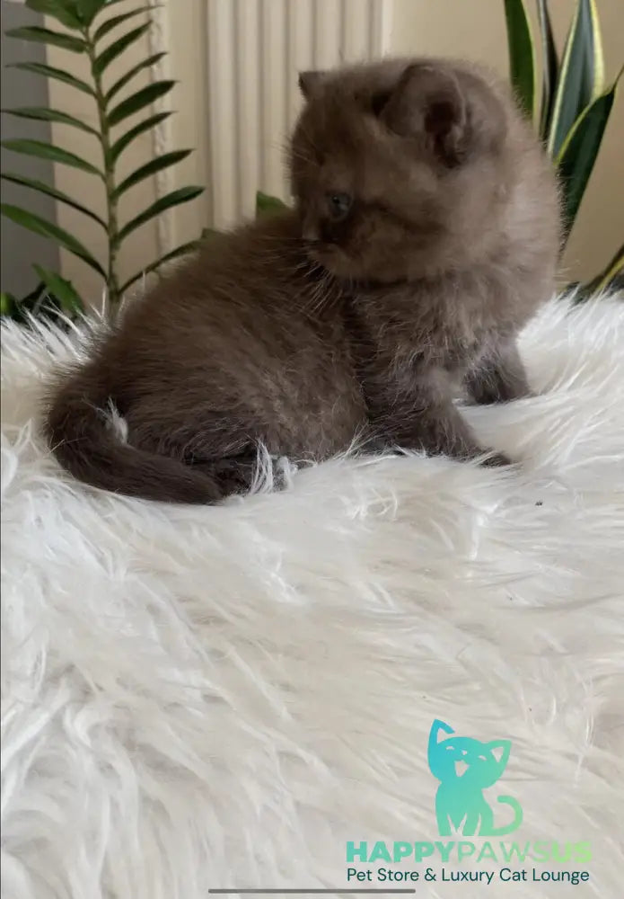 Zefir British Shorthair male chocolate - live animals