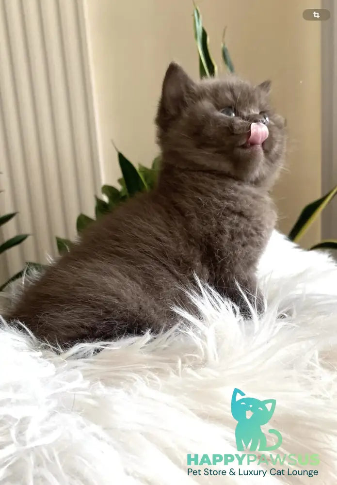 Zefir British Shorthair male chocolate - live animals