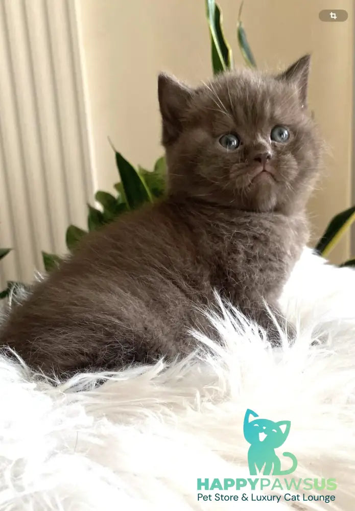 Zefir British Shorthair male chocolate - live animals
