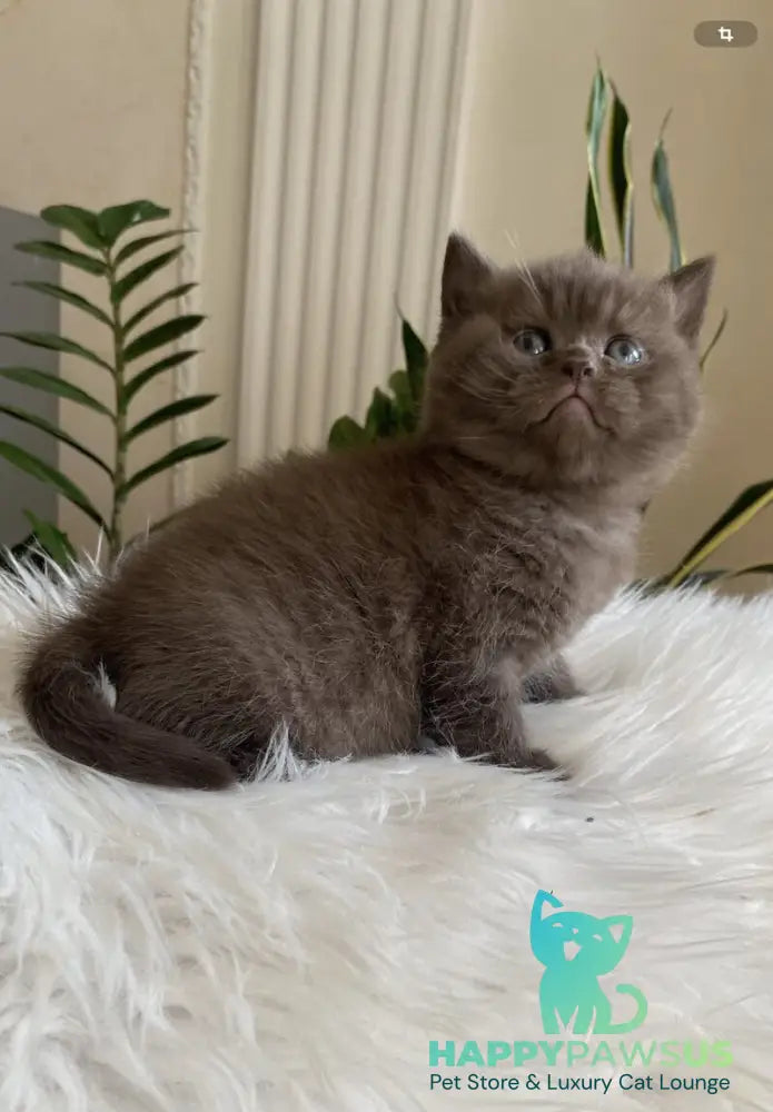 Zefir British Shorthair male chocolate - live animals