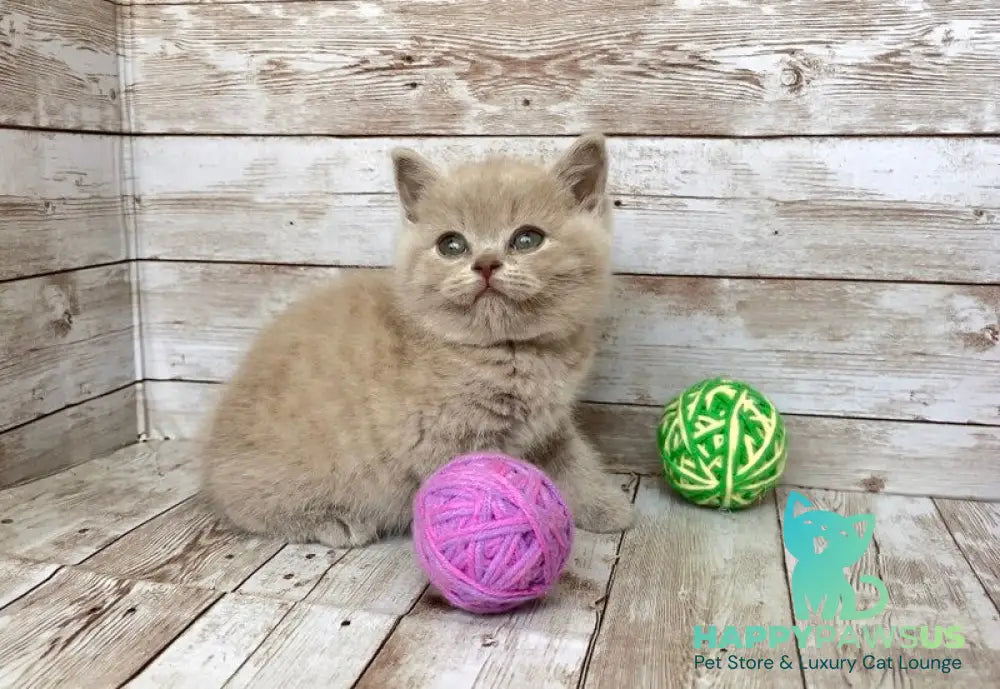 Zefir British Shorthair male lilac - live animals