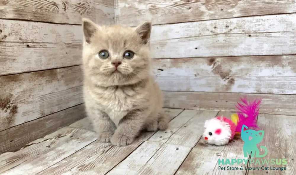Zefir British Shorthair male lilac - live animals