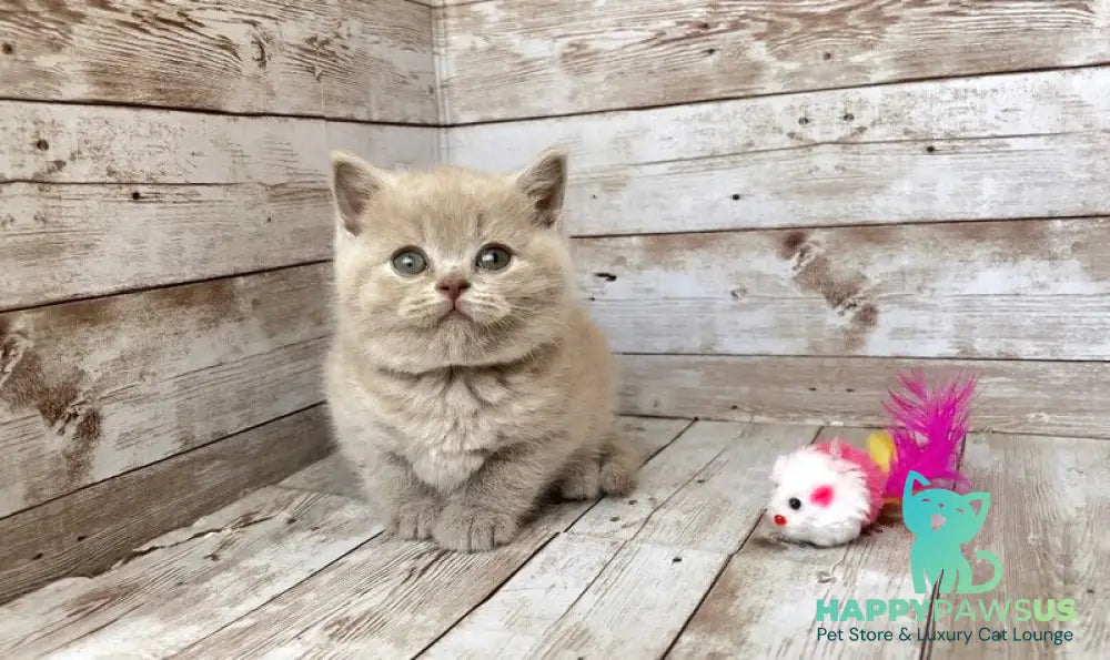 Zefir British Shorthair male lilac - live animals