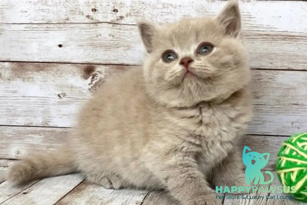 Zefir British Shorthair male lilac - live animals