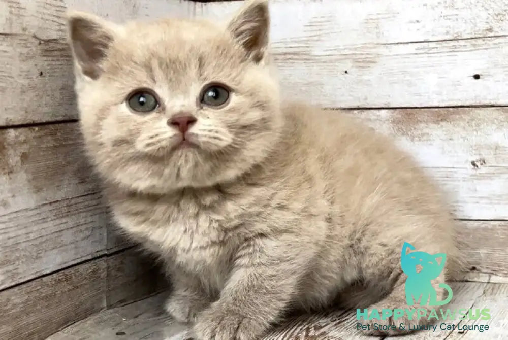 Zefir British Shorthair male lilac - live animals