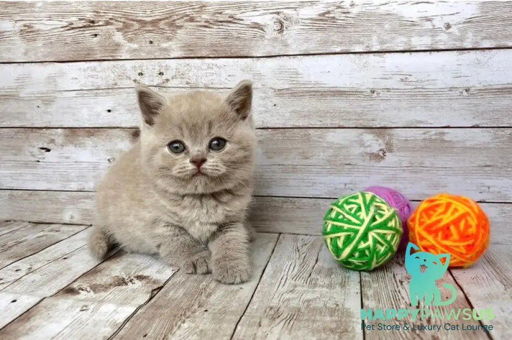 Zefir British Shorthair male lilac - live animals