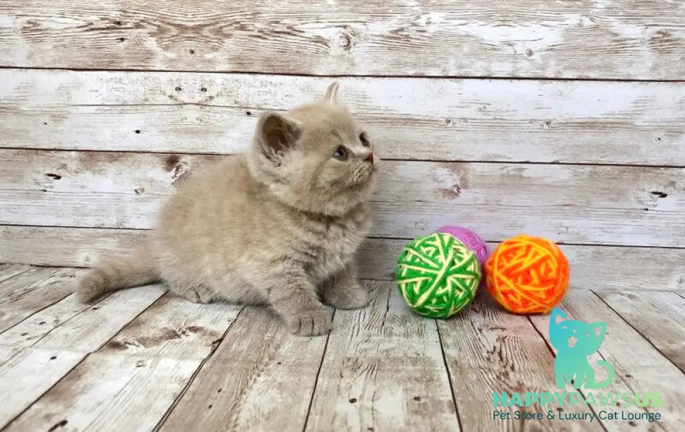 Zefir British Shorthair male lilac - live animals