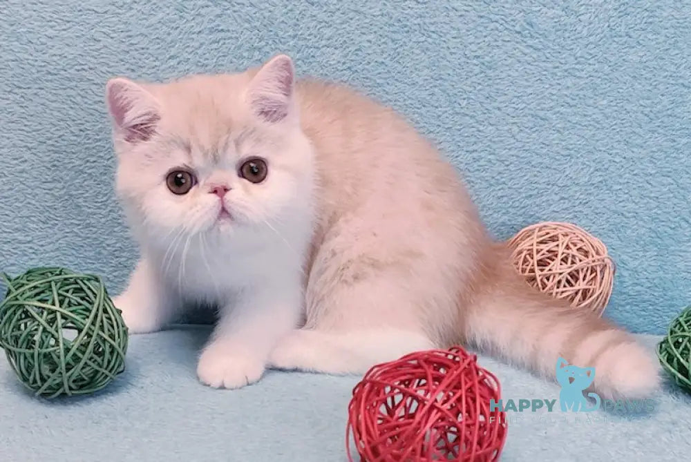 Zefir Exotic male red silver spotted tabby bicolour live animals