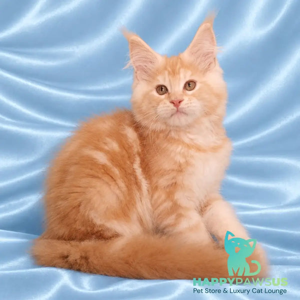 Zefir Maine Coon male red silver tabby - live animals