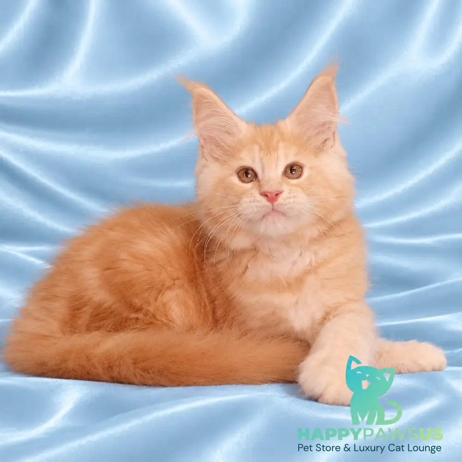 Zefir Maine Coon male red silver tabby - live animals