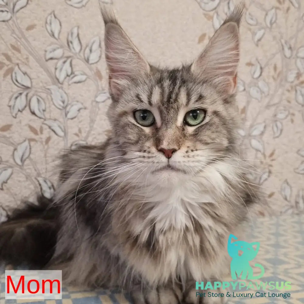 Zefir Maine Coon male red silver tabby - live animals