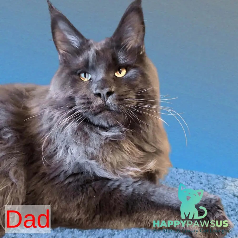 Zefir Maine Coon male red silver tabby - live animals