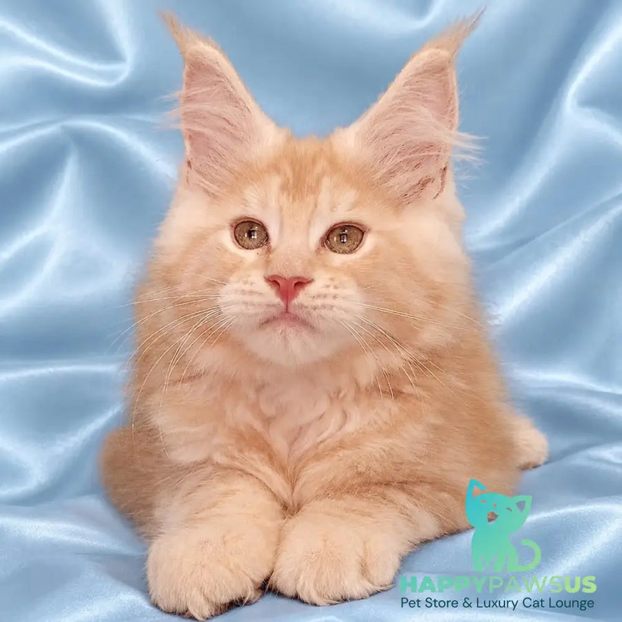 Zefir Maine Coon male red silver tabby - live animals
