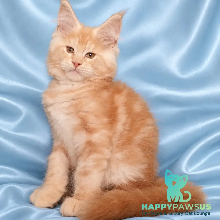 Zefir Maine Coon male red silver tabby - live animals
