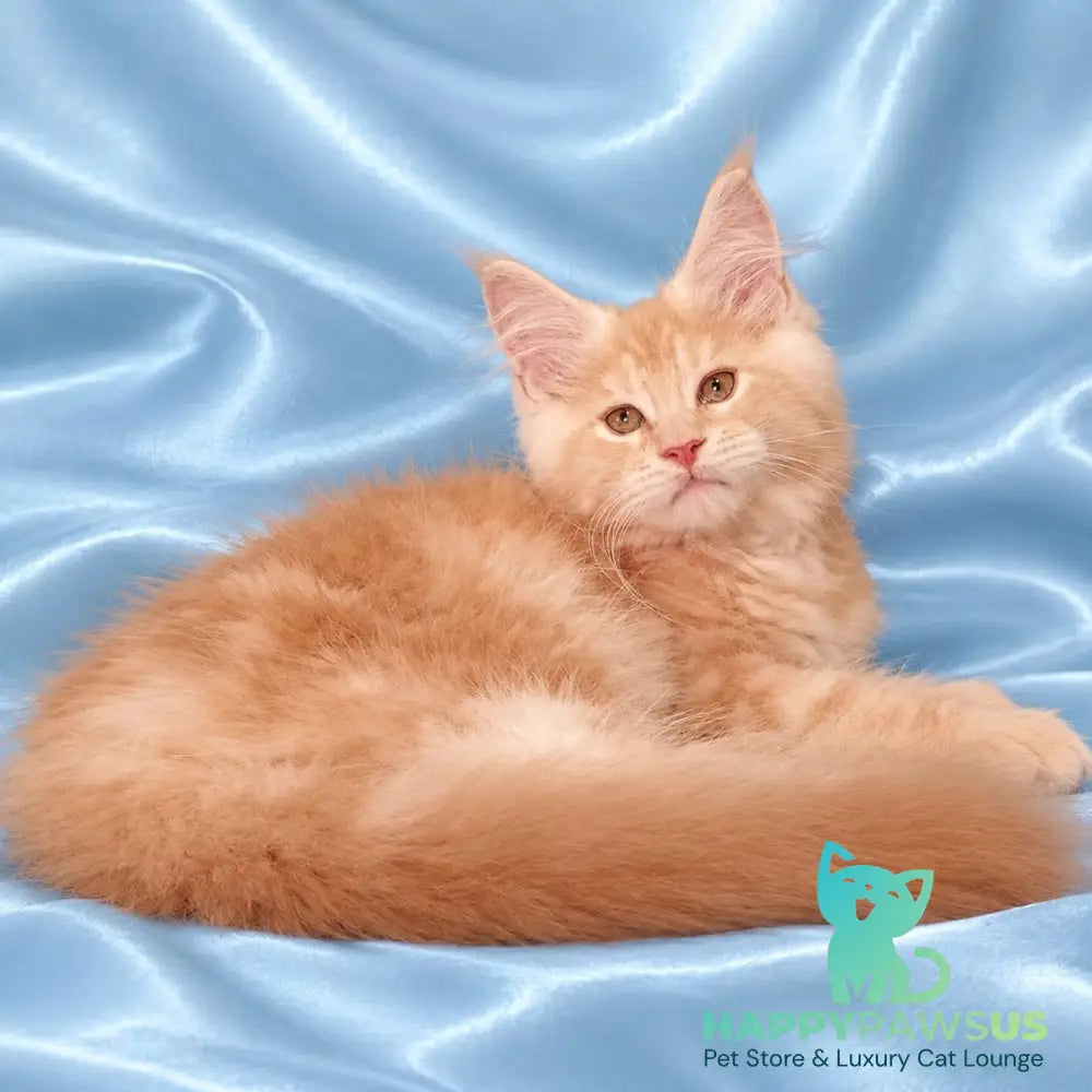 Zefir Maine Coon male red silver tabby - live animals