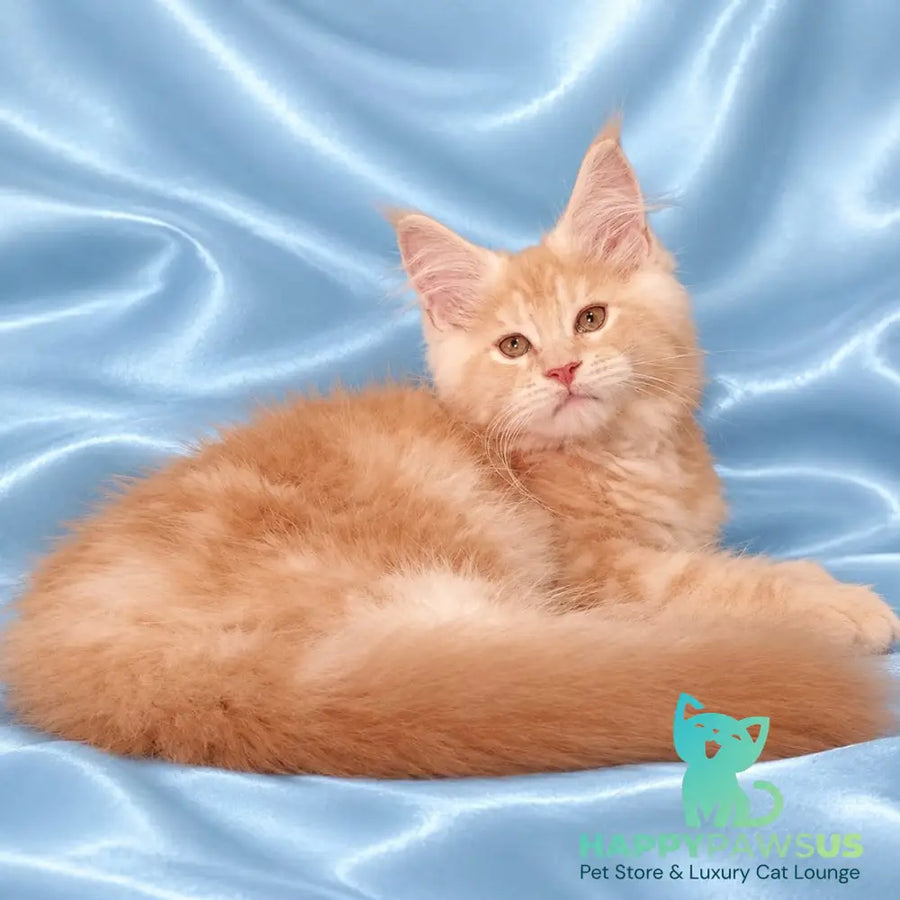 Zefir Maine Coon male red silver tabby - live animals
