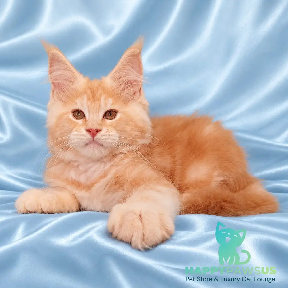 Zefir Maine Coon male red silver tabby - live animals