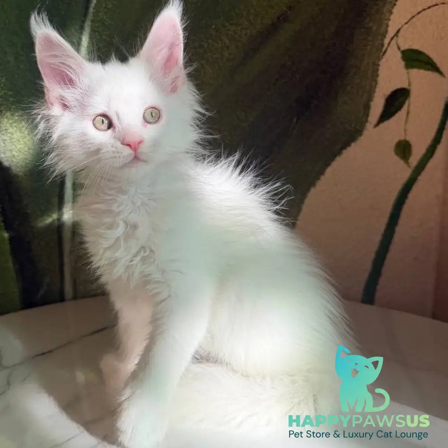 Zefir Maine Coon male white - live animals