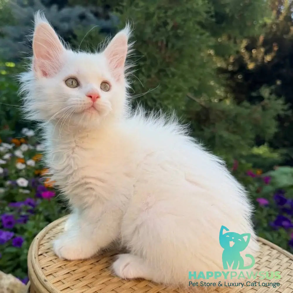 Zefir Maine Coon male white - live animals