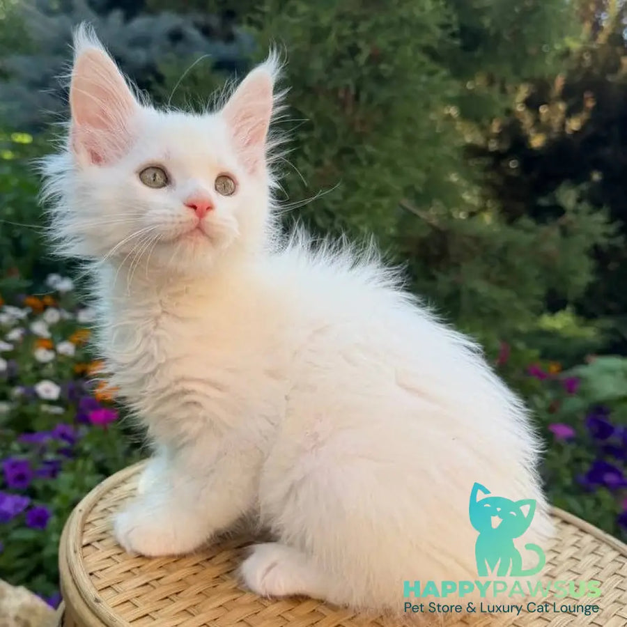 Zefir Maine Coon male white - live animals