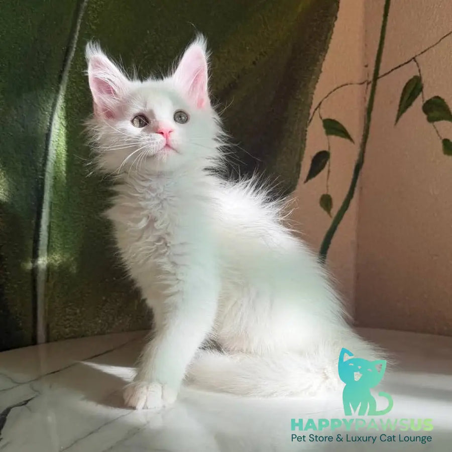 Zefir Maine Coon male white - live animals