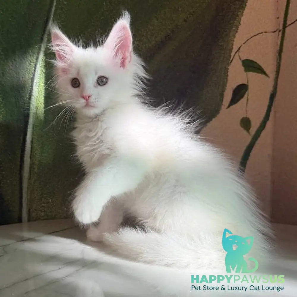 Zefir Maine Coon male white - live animals
