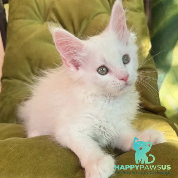 Zefir Maine Coon male white - live animals