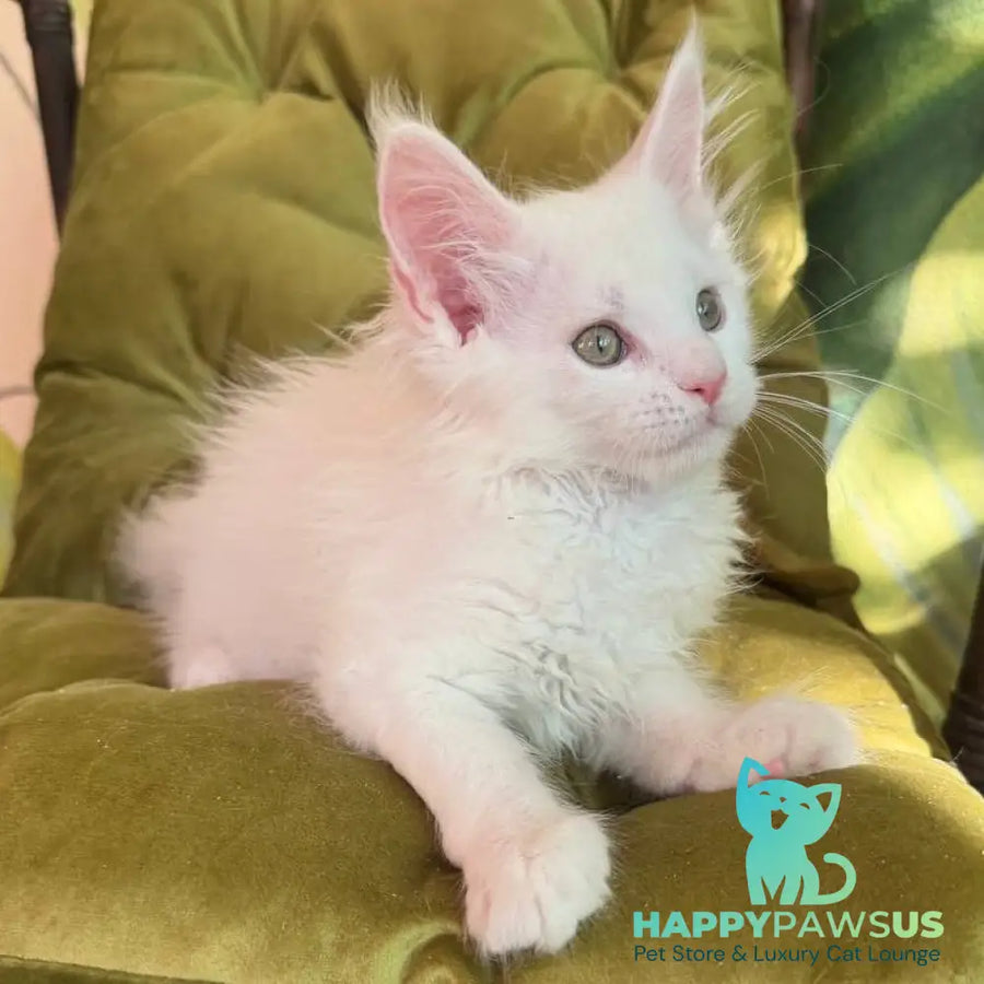 Zefir Maine Coon male white - live animals