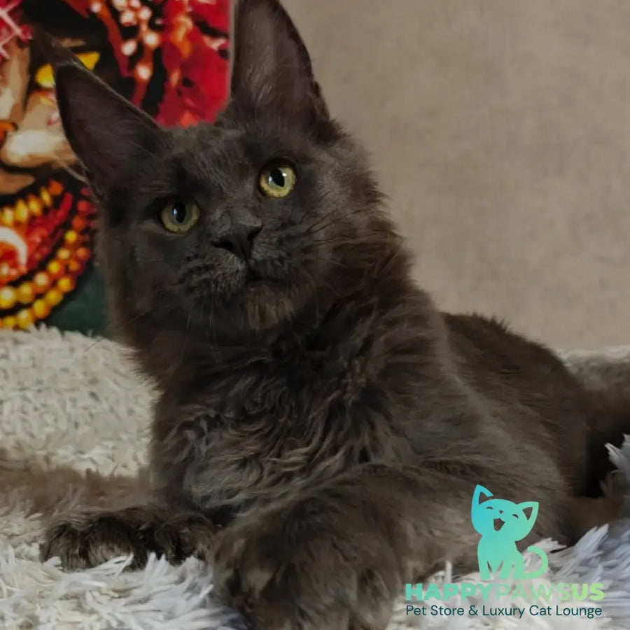 Zefir Maine Coon polydactyl 6x6x6x6 male blue - live animals