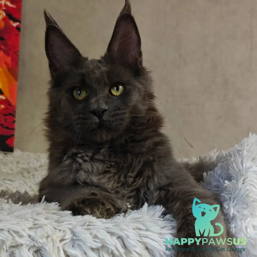 Zefir Maine Coon polydactyl 6x6x6x6 male blue - live animals