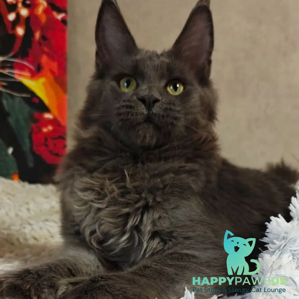 Zefir Maine Coon polydactyl 6x6x6x6 male blue - live animals